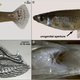 Image for article titled How Lurking Predators Changed the Size of the Mosquitofish's Genitals